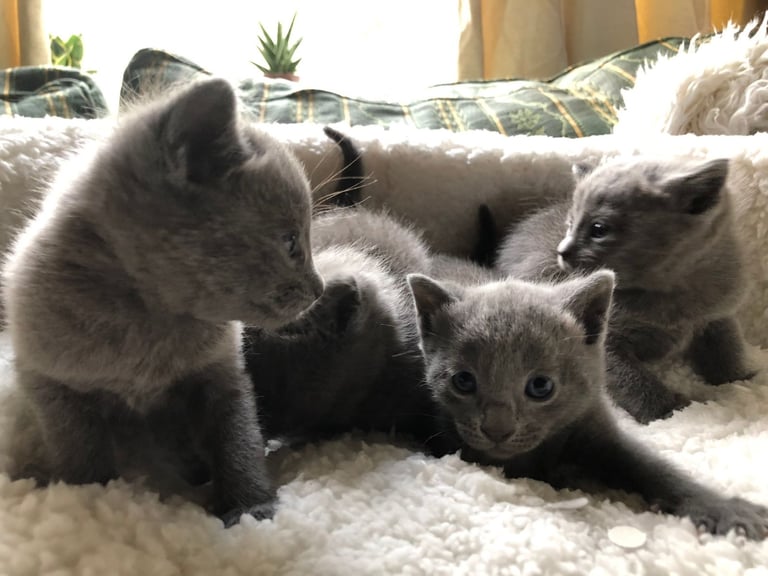 Light Russian Blue Cross Kittens Pets4homes Russian Blue Kittens