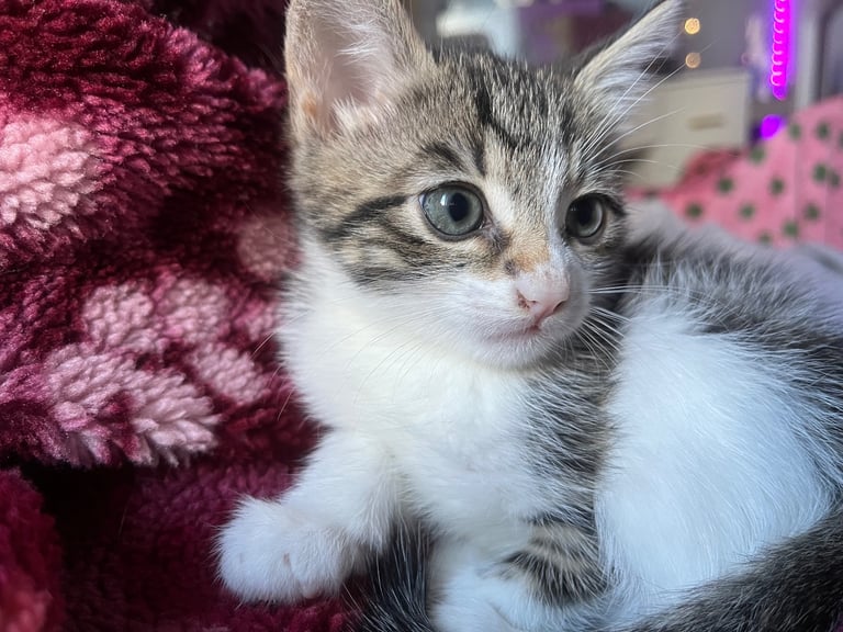 Beautiful fluffy blue eyed kittens 