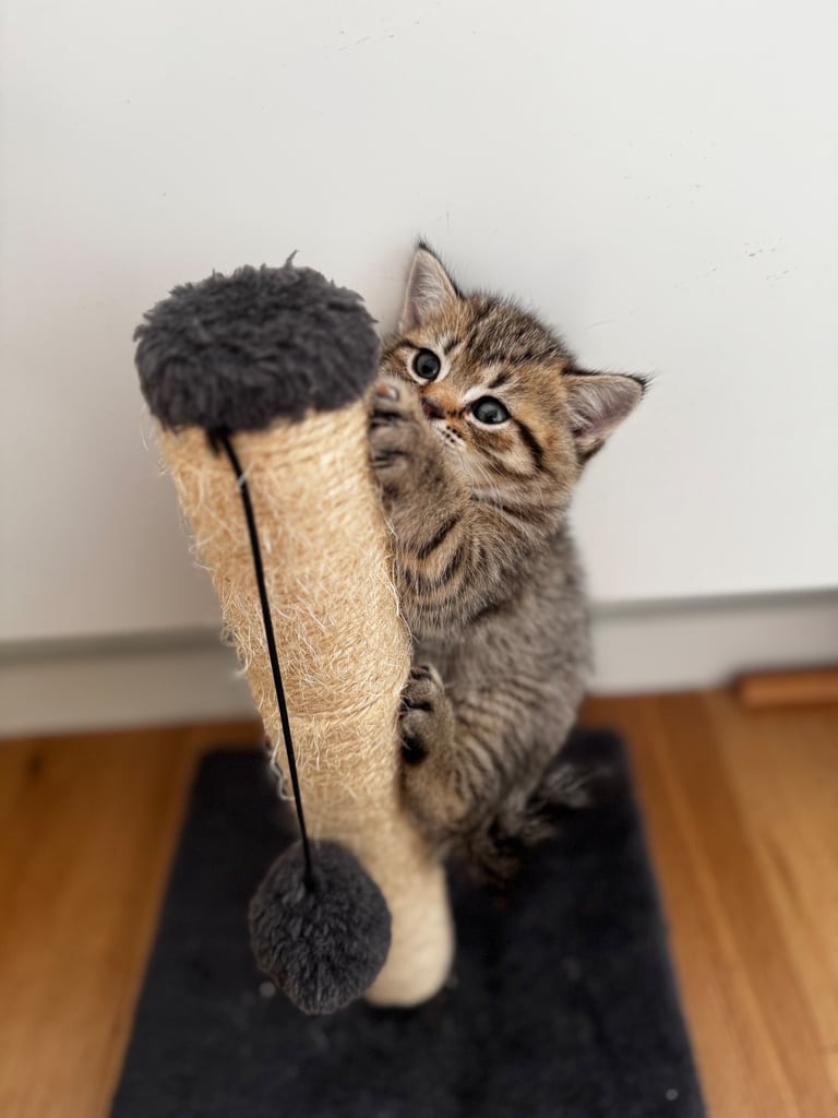 Kittens 
