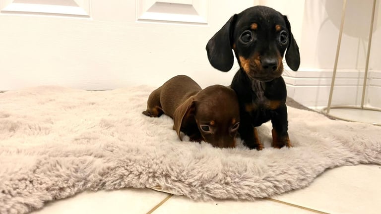 2 Miniature Dachshund Girl Puppies