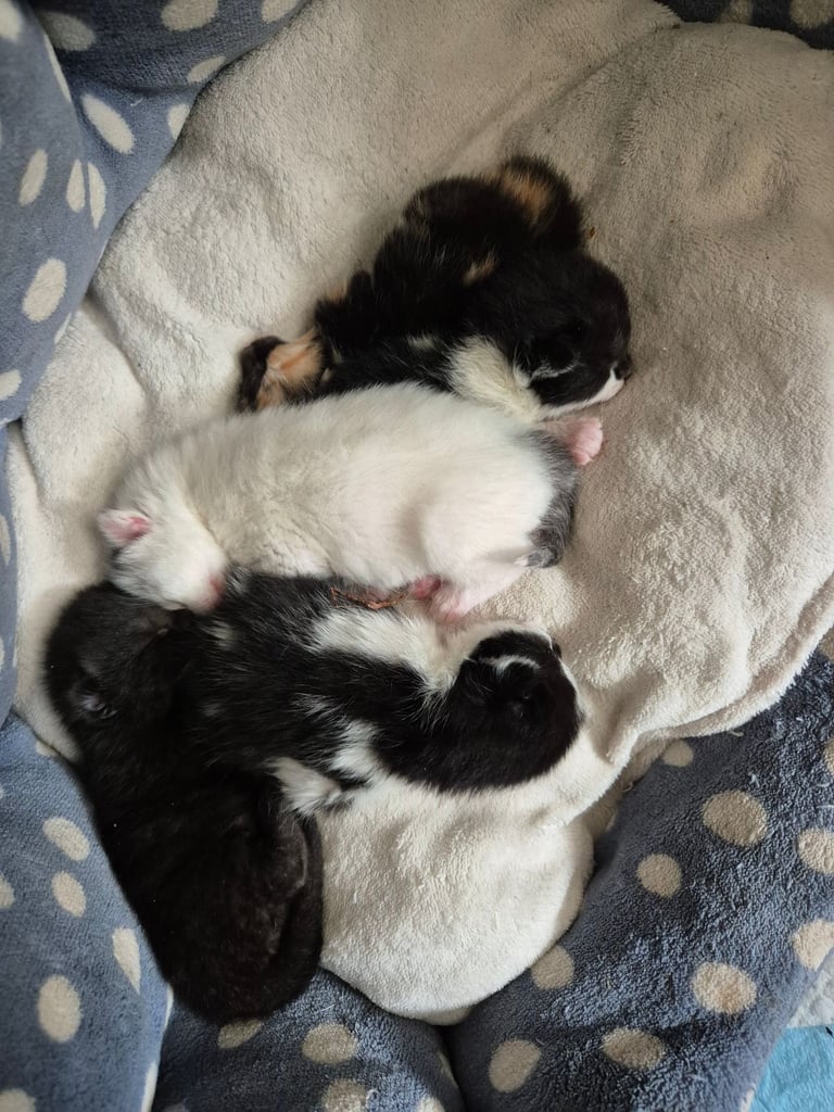 Kittens 