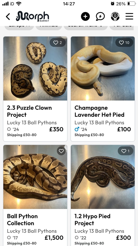 image for Ball Python Collection
