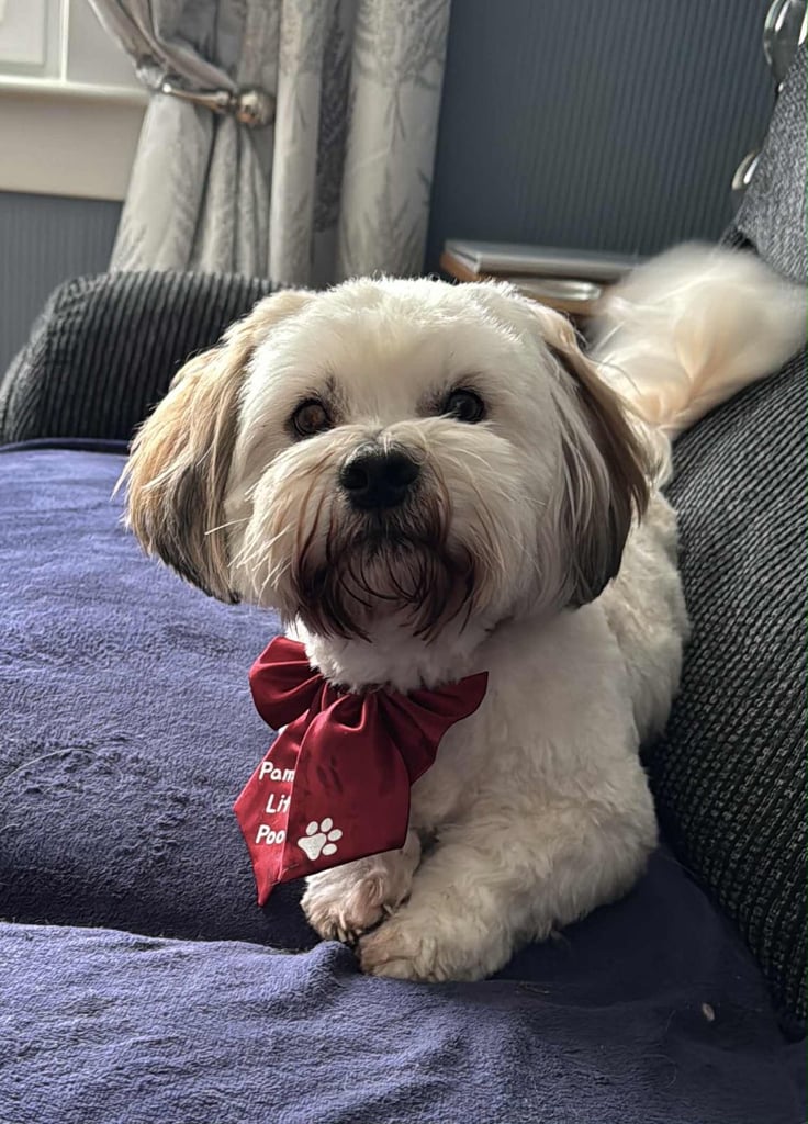 Toy Shihpoo