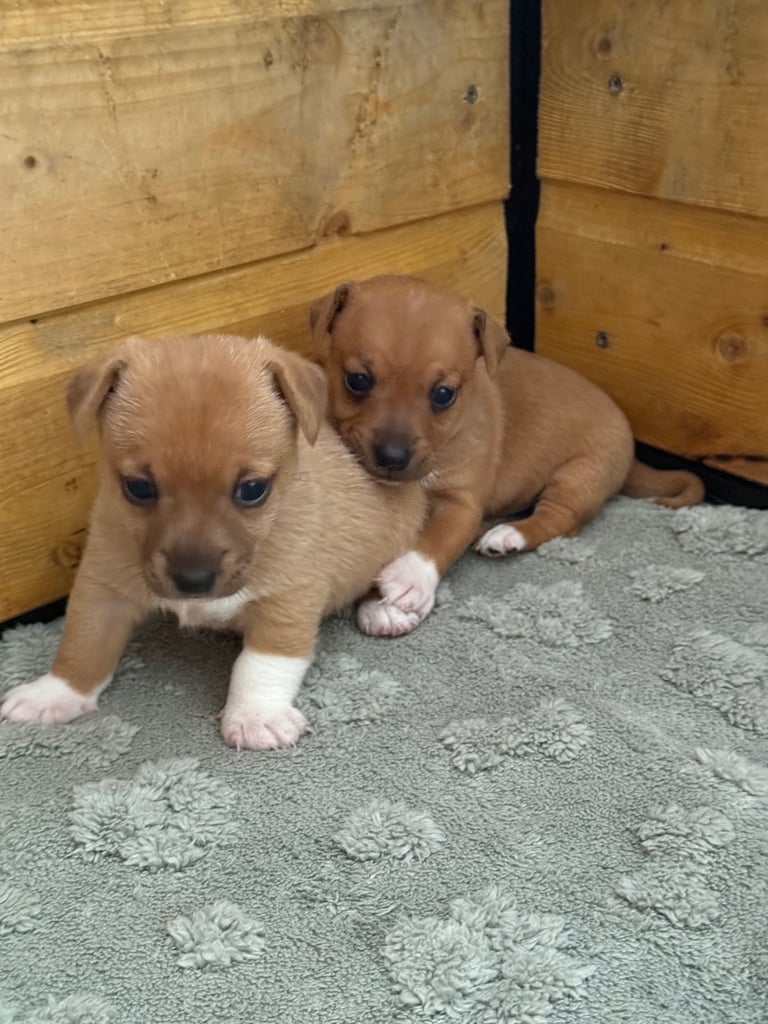 Miniature Jack Russell Pups