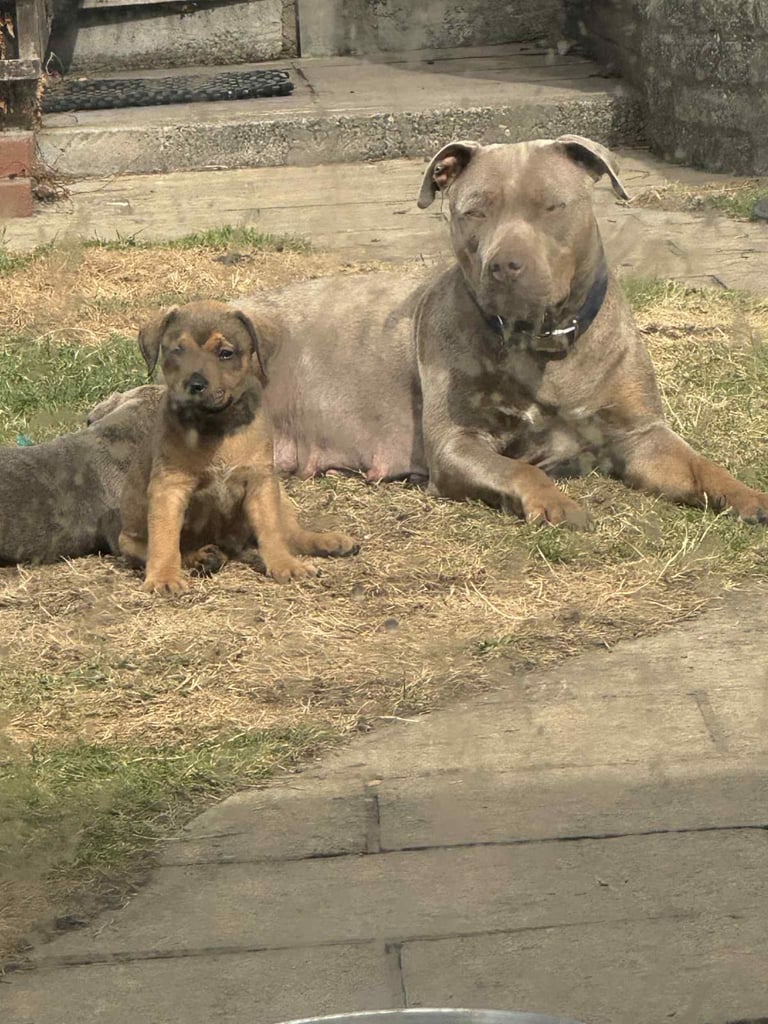 American bulldog x Doberman 