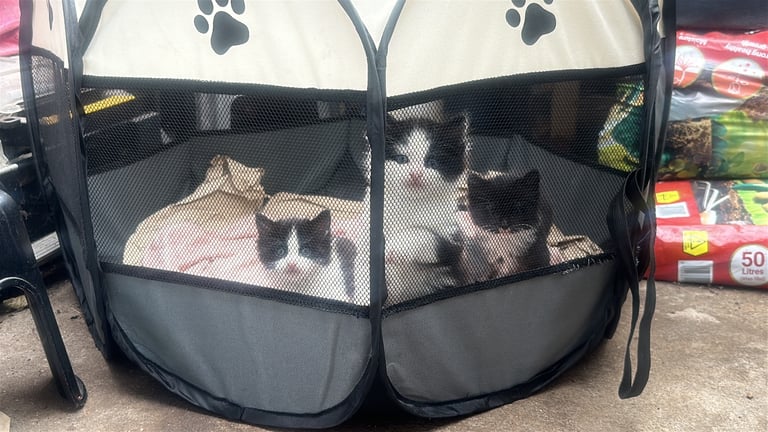 Adorable Kittens Ready for New Homes – £120 Each