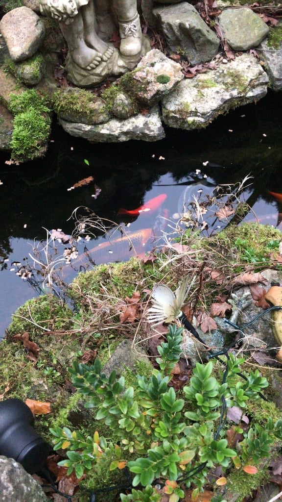 Urgent sale 5 koi’s 30cm 