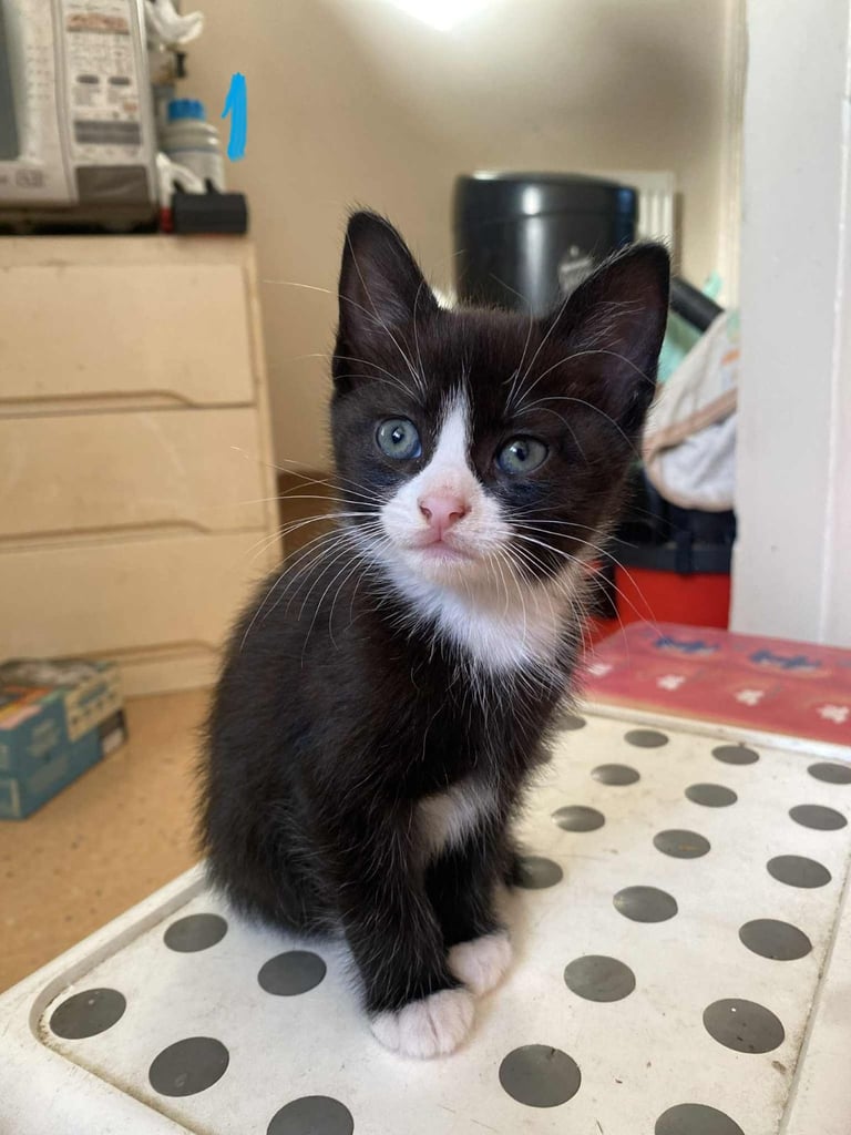 KITTENS FOR SALE