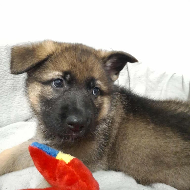 *Ready Now* German Shepherd Pups