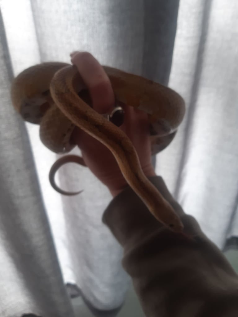 image for Corn snake 