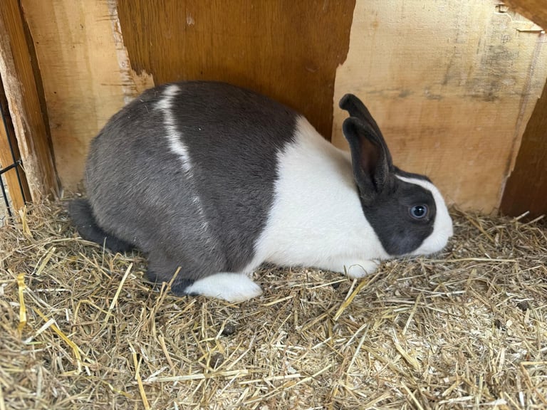 2 male rabbits 7months old