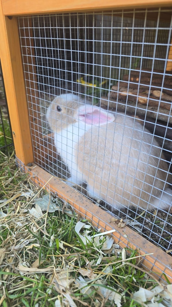 2 female baby rabbits please read description. 