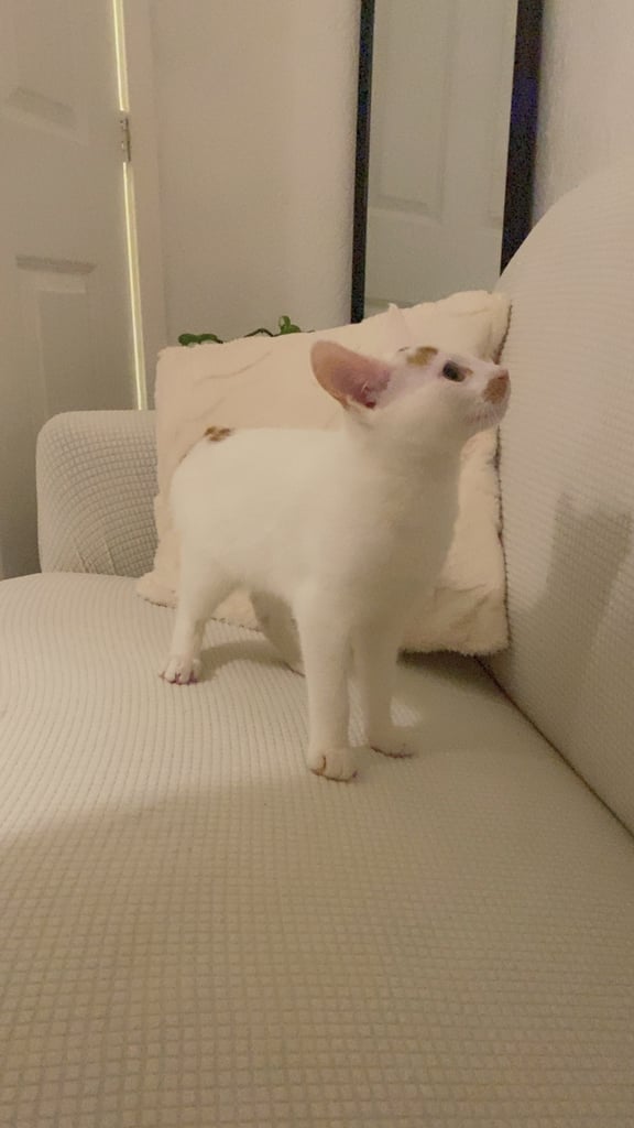 Kitten 13 weeks male  £25