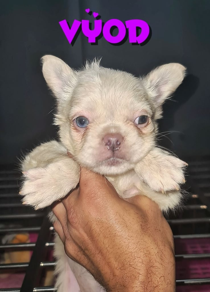  💎 7 Rare Visual Fluffy French Bulldog Puppies – Top Quality, Ready Now! 💎