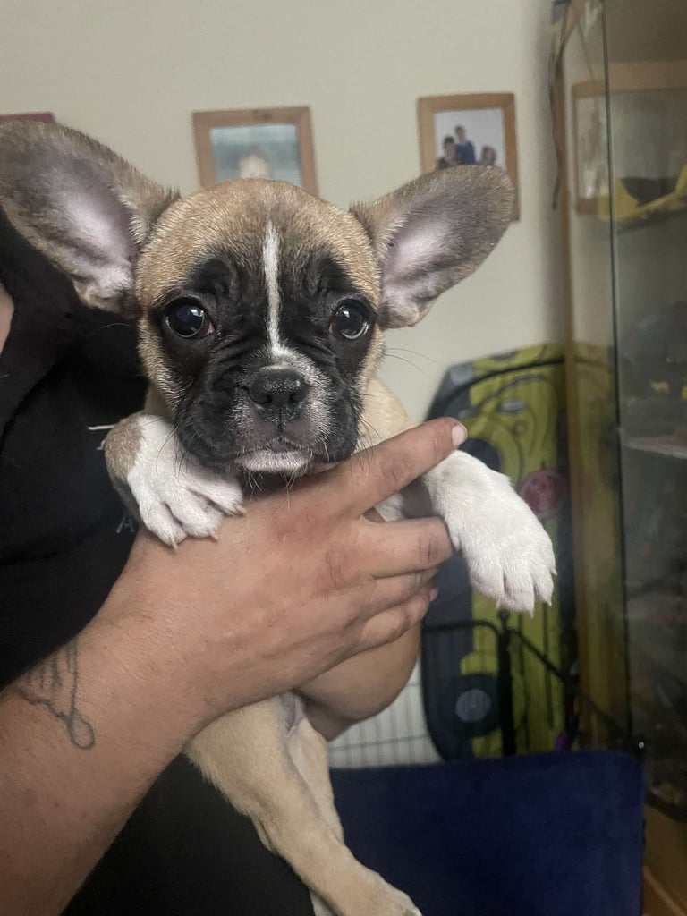 French bulldog puppy