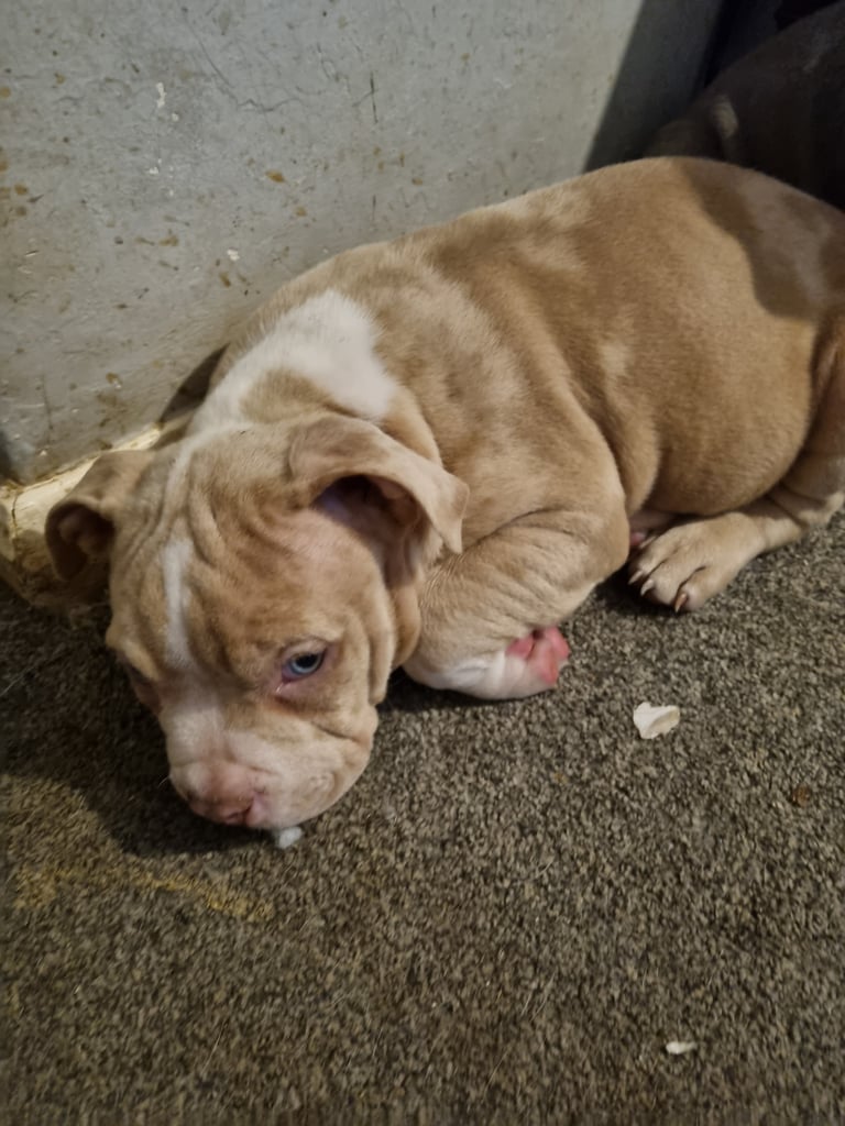 Pocketbully puppies 
