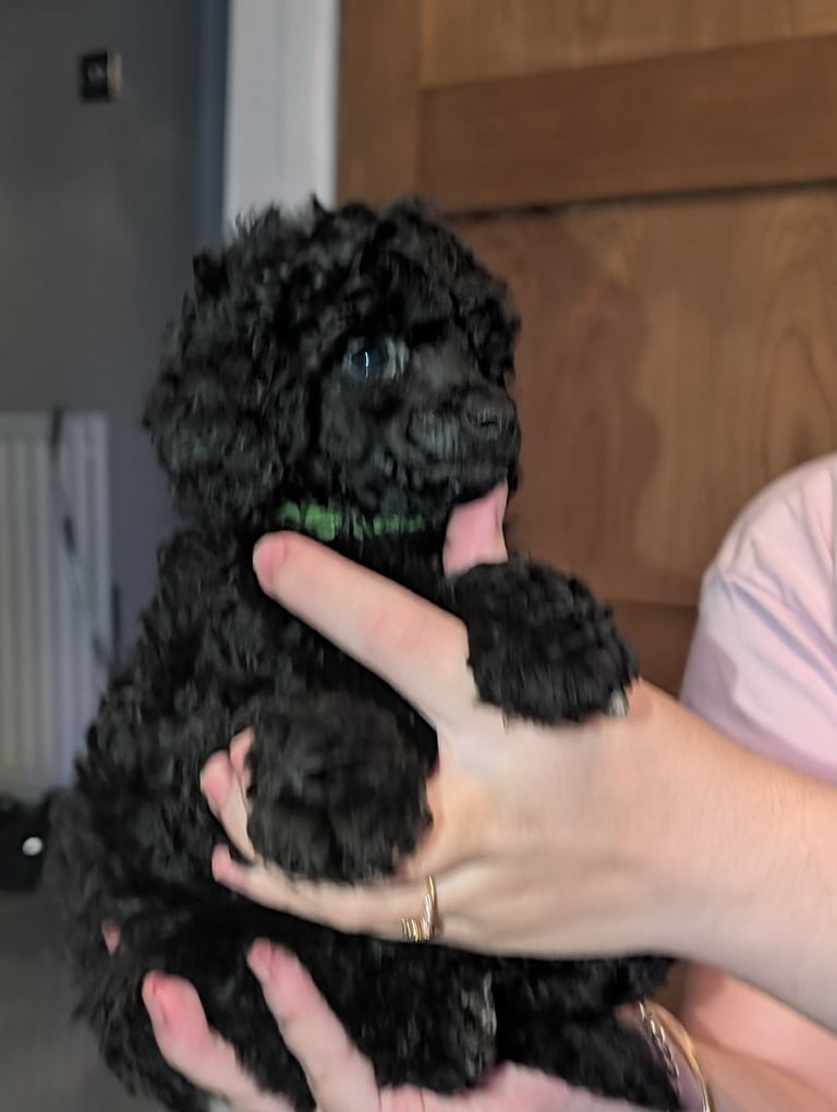 Toy poodle 