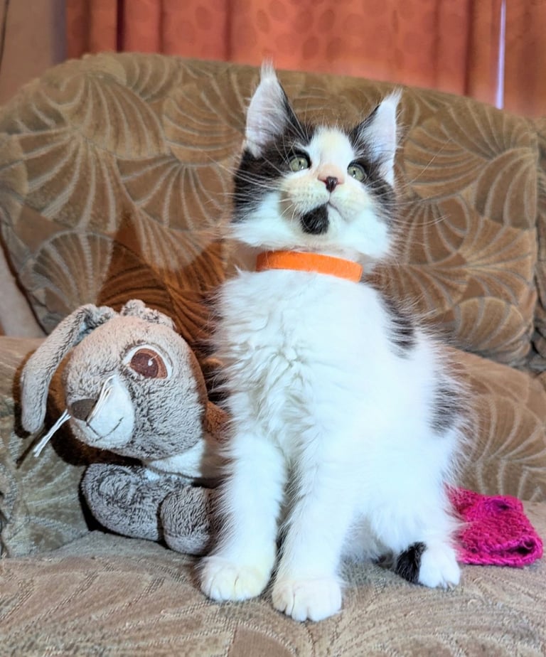 🐾 Giant GCCF Maine Coon Kitties 🐾