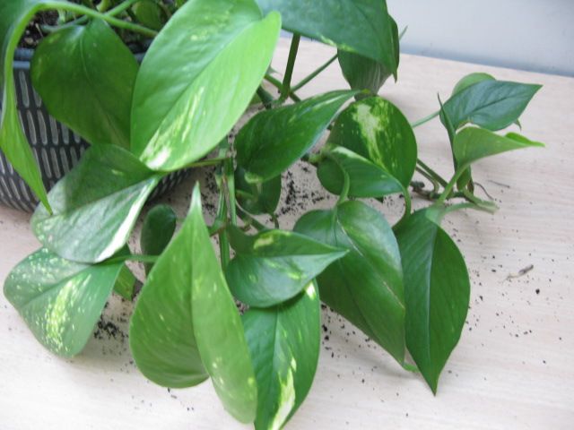 Pothos ( Epipremnum Aureum ) plant for sale