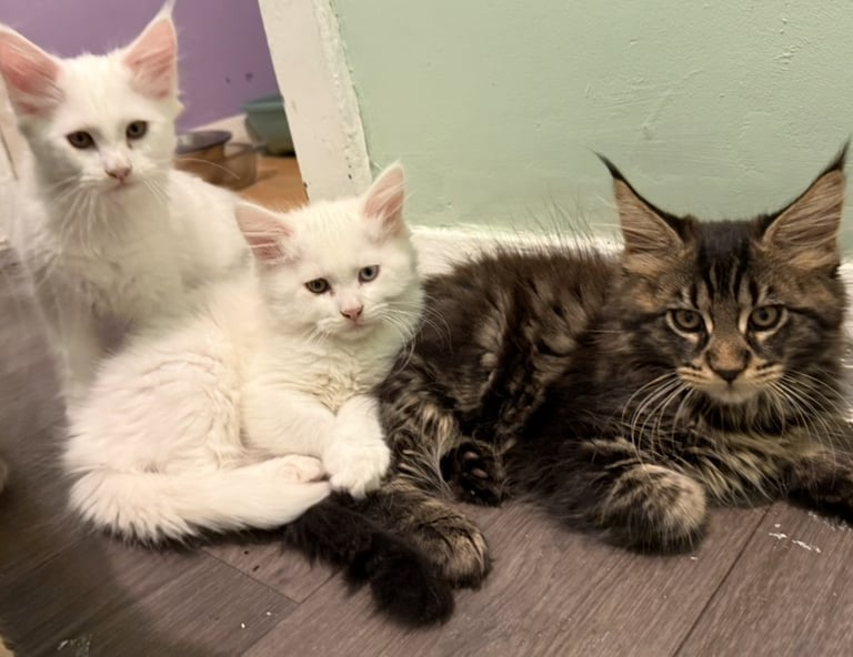 3 beautiful pedigree Maine Coon kittens