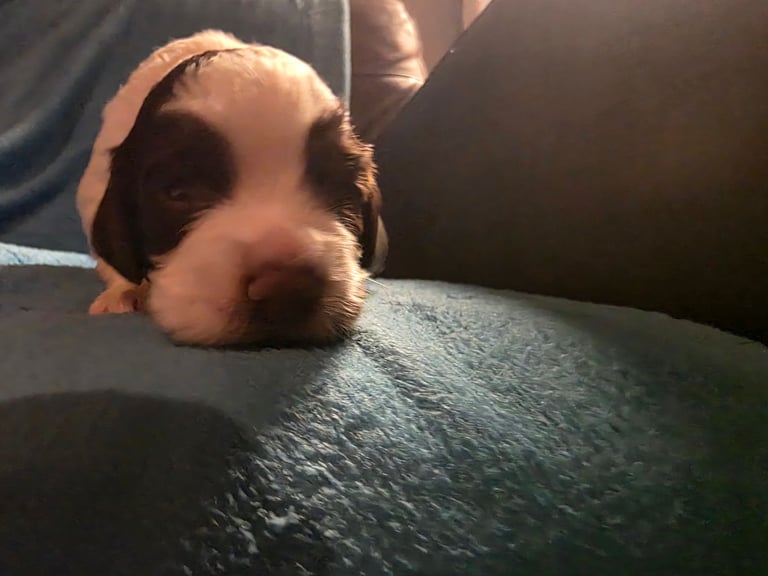 Springer spaniel pups 