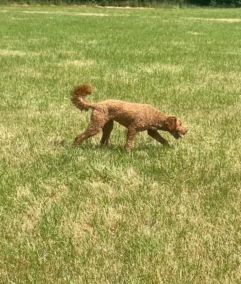 Red Standard poodles ONLY 1 boy available 