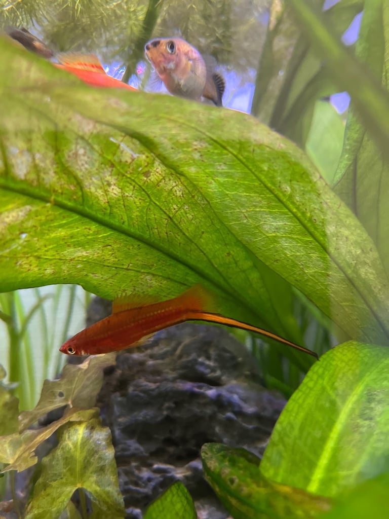 Red swordtail fish