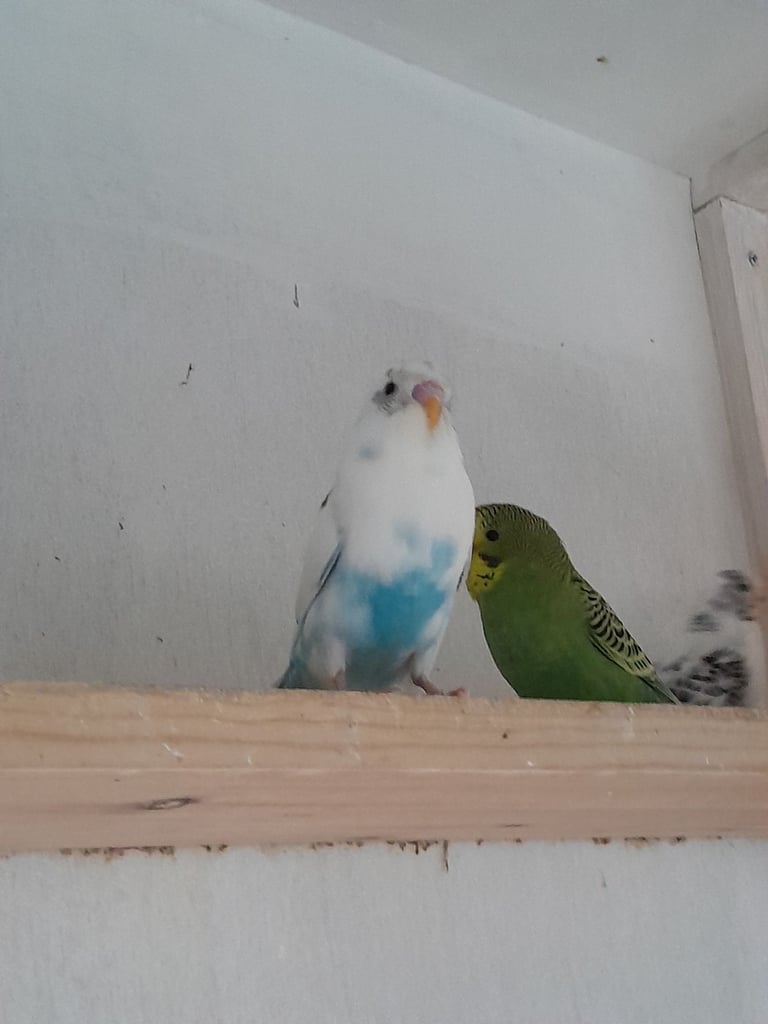 image for Beautiful baby budgies 