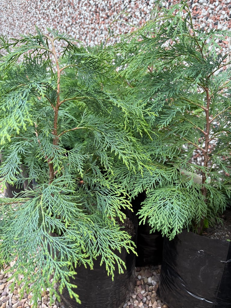 image for Leylandii Evergreen Hedging Conifers