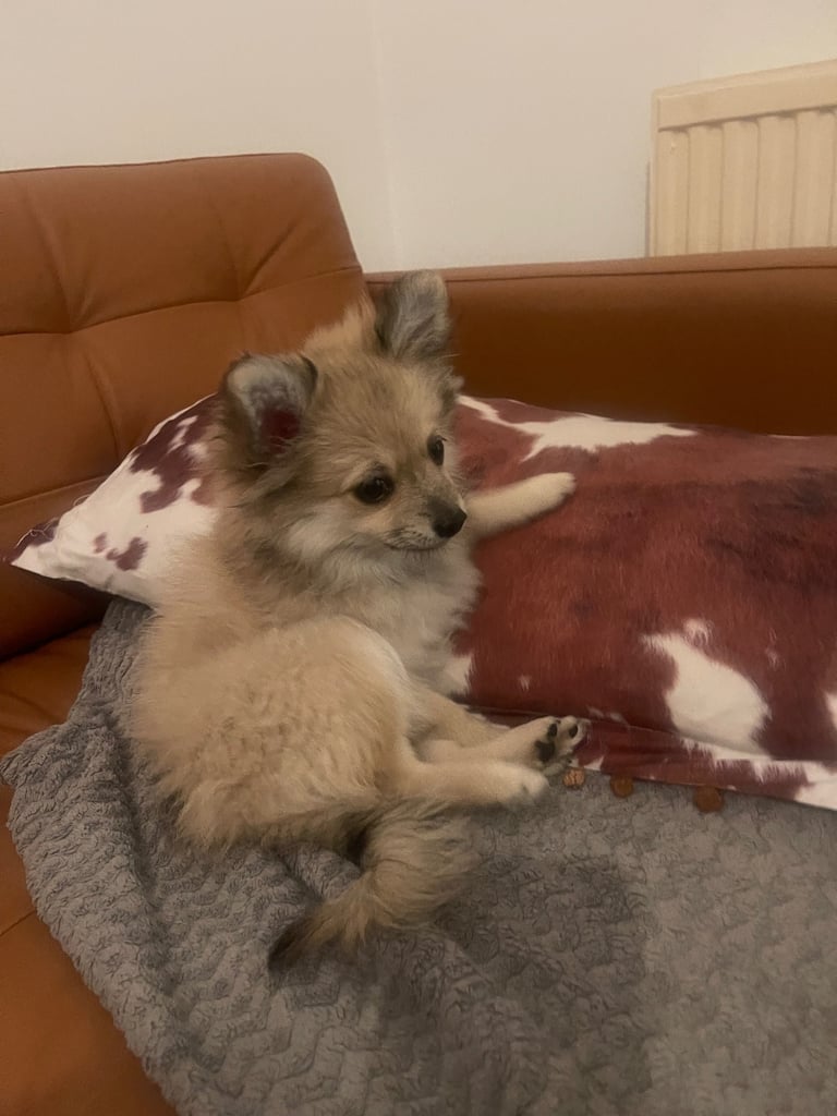 .	“Fluffy Little Pomeranian Puppies Ready to Melt Your Heart 💕”