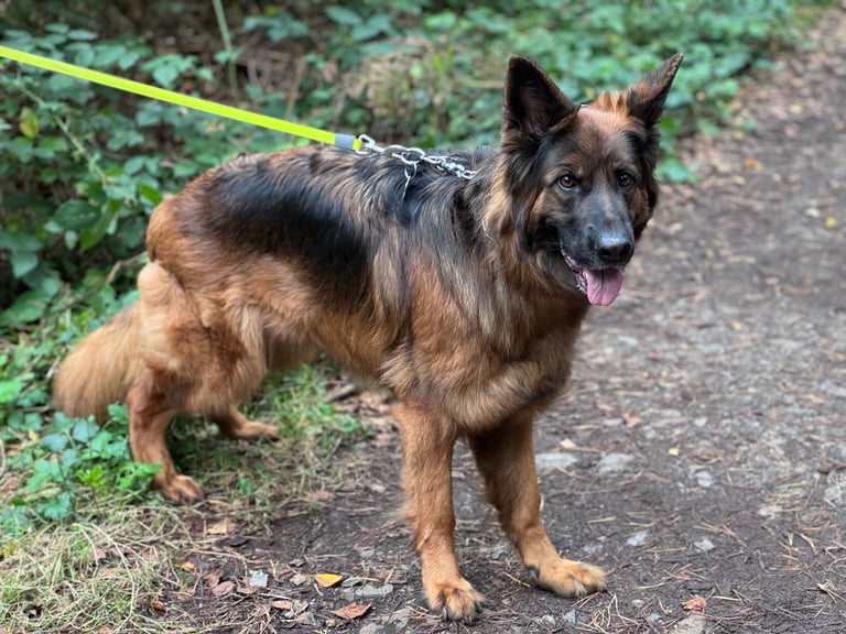 Longhaired female German Shepherd 