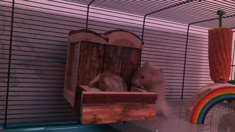 Pets at Home Hamster & Mouse Cage Blue X Large