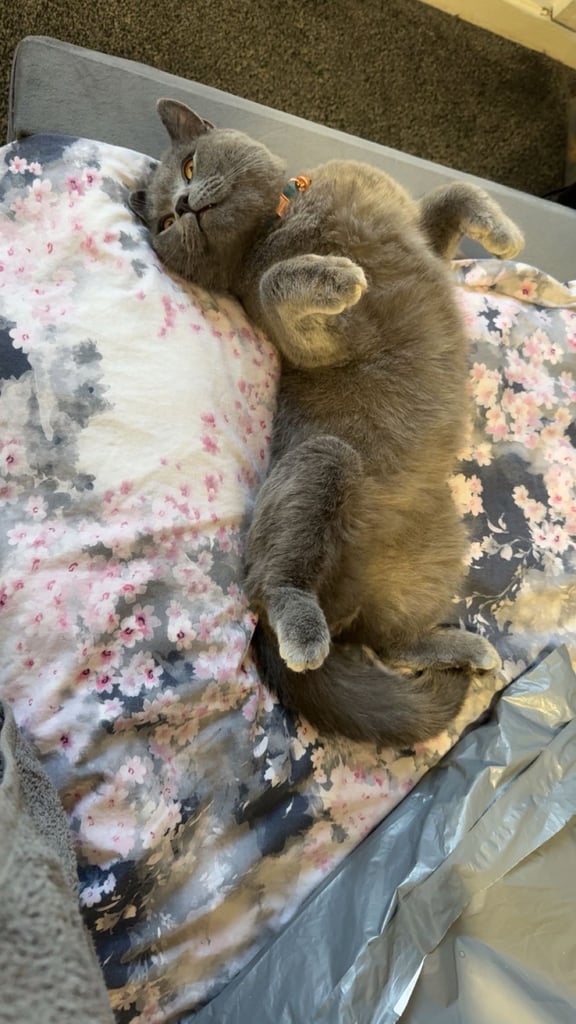 British Shorthair Male 1 years old 