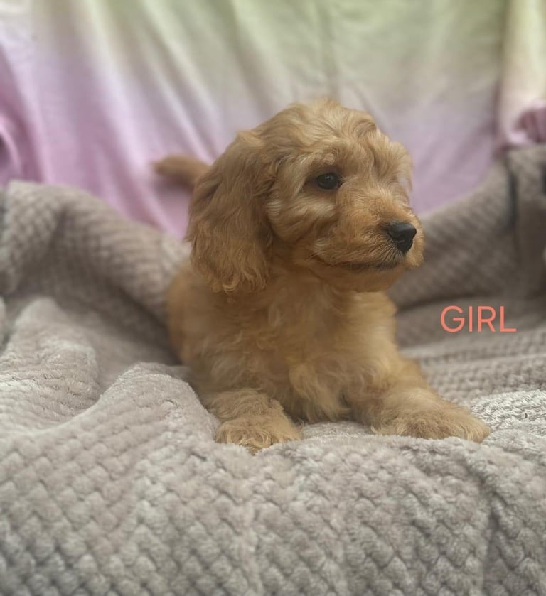 toy cockapoo