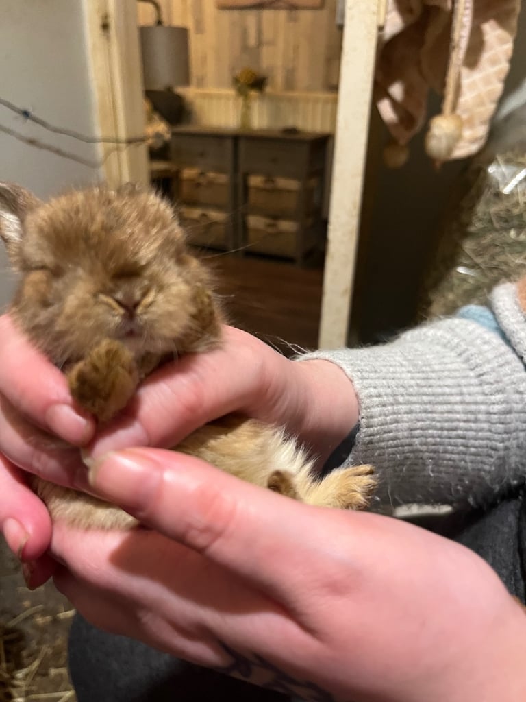 Netherland Dwarf / Minilop 