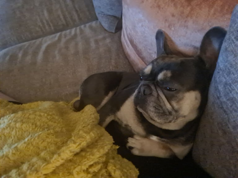 Male French Bulldog