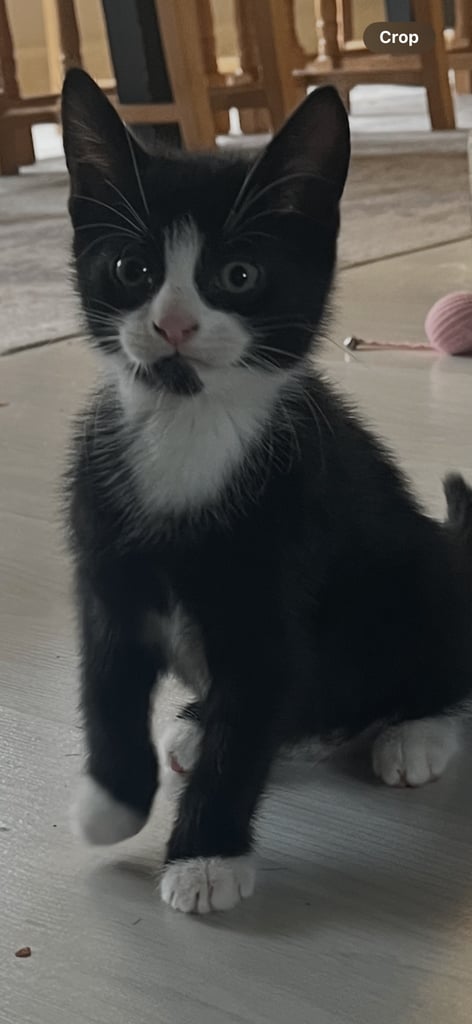 Black and white girl kitten 