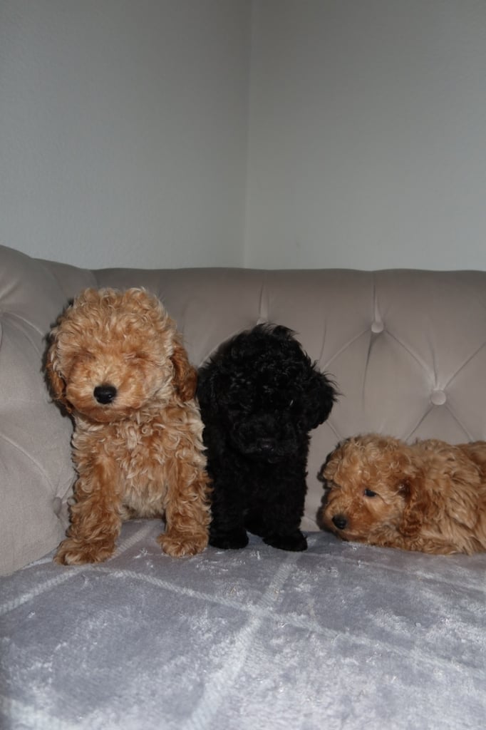 Poodle puppys