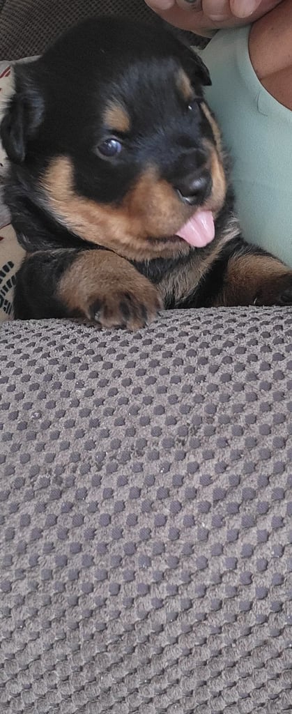 1 female 1 male rottweiler left.