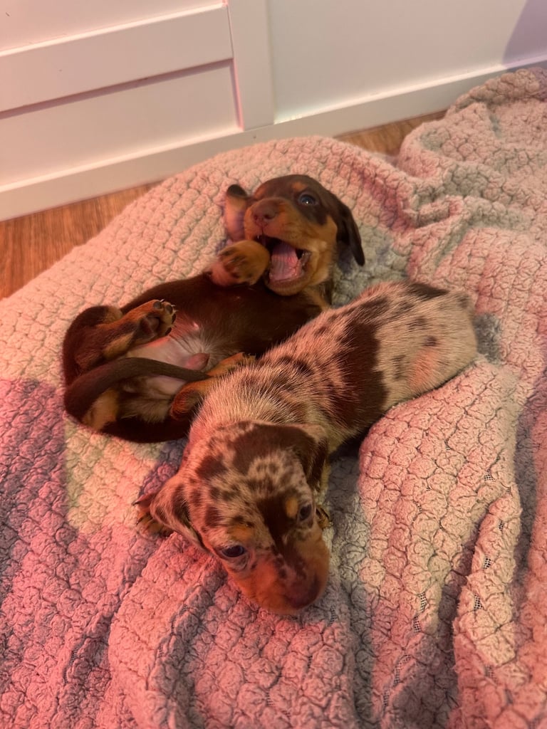 KC reg Long&Shorthair miniature daschund puppies