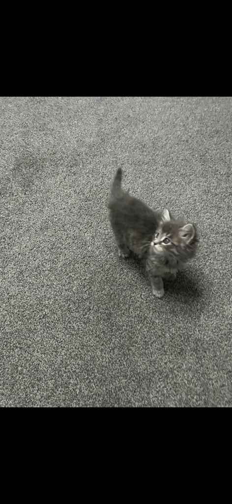 Male Kittens looking for home together 