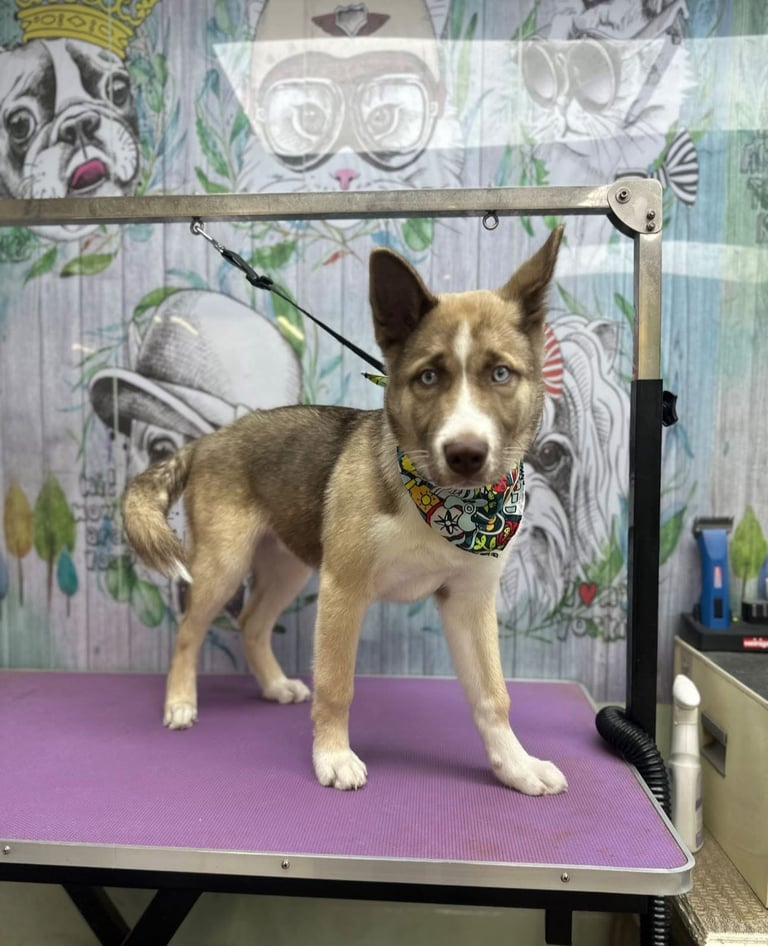 Husky x Akita huskita 