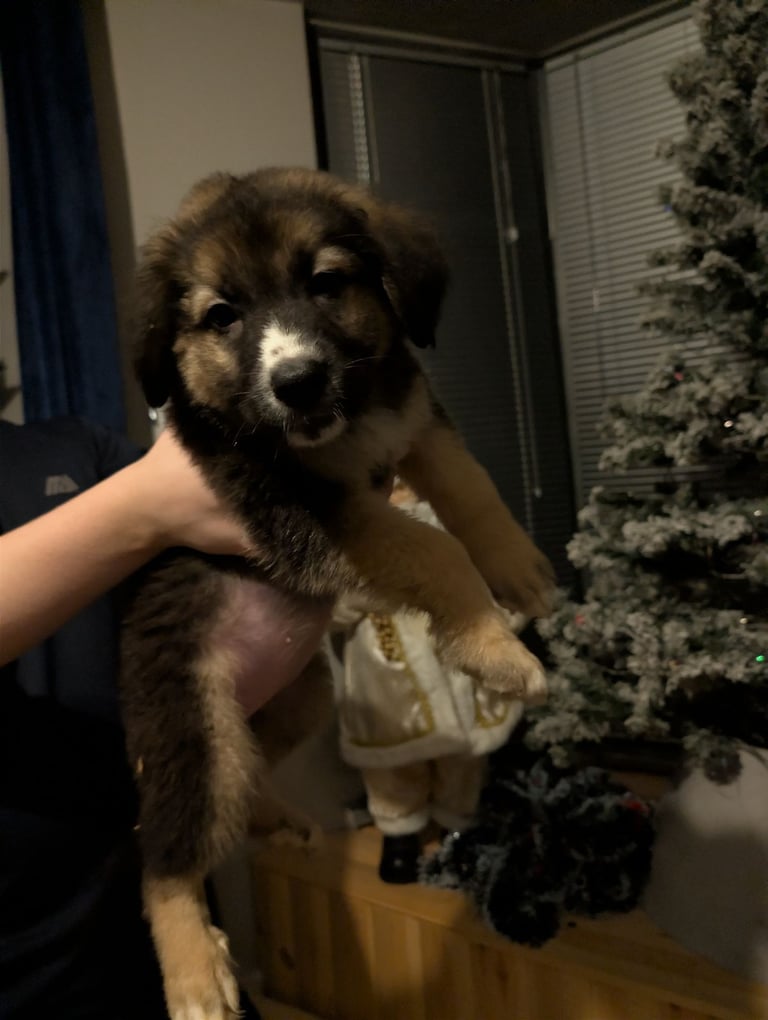 Bernese mountain dog X white swiss Shepard 