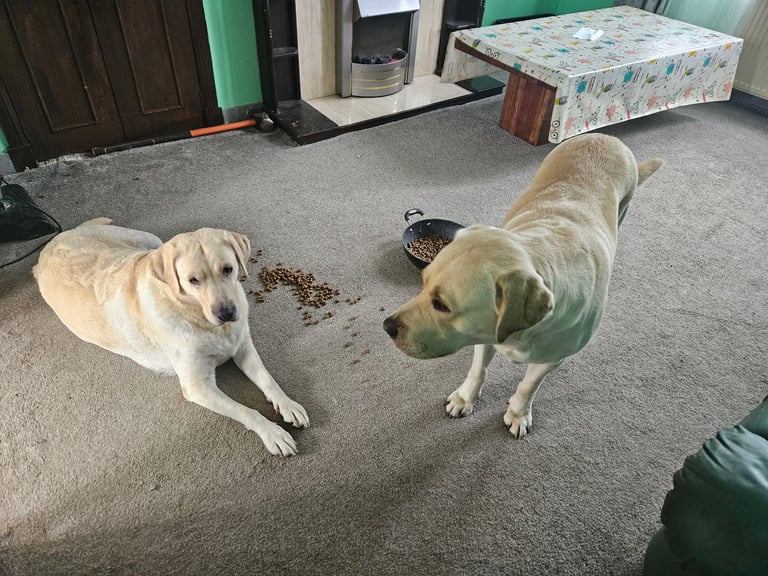 labrador puppies 