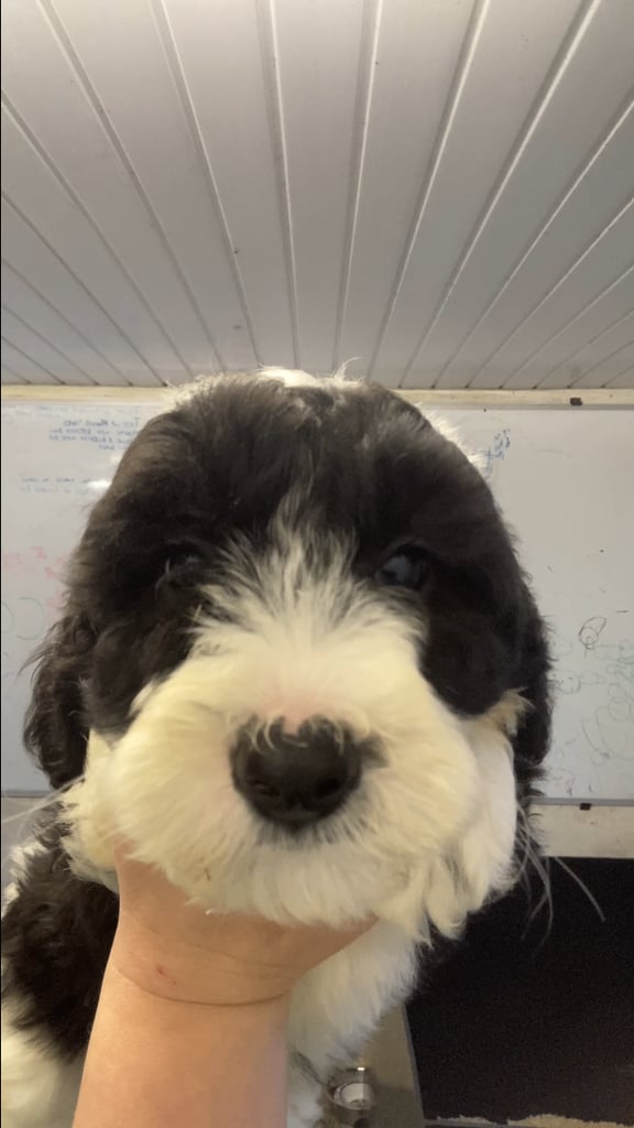 Bearded Collie Cross Miniature Poodle Puppies