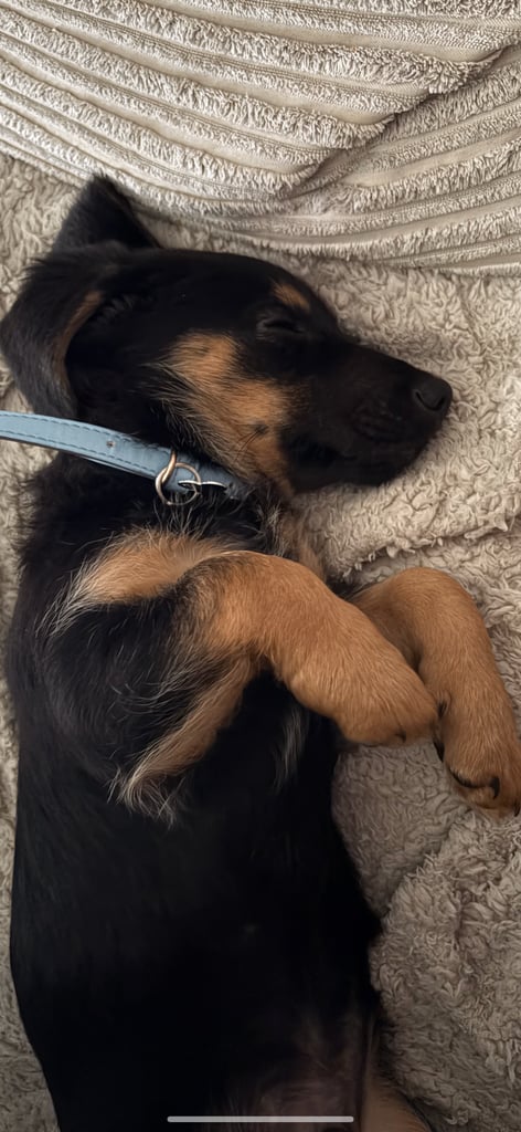 German shepherd dachshund 