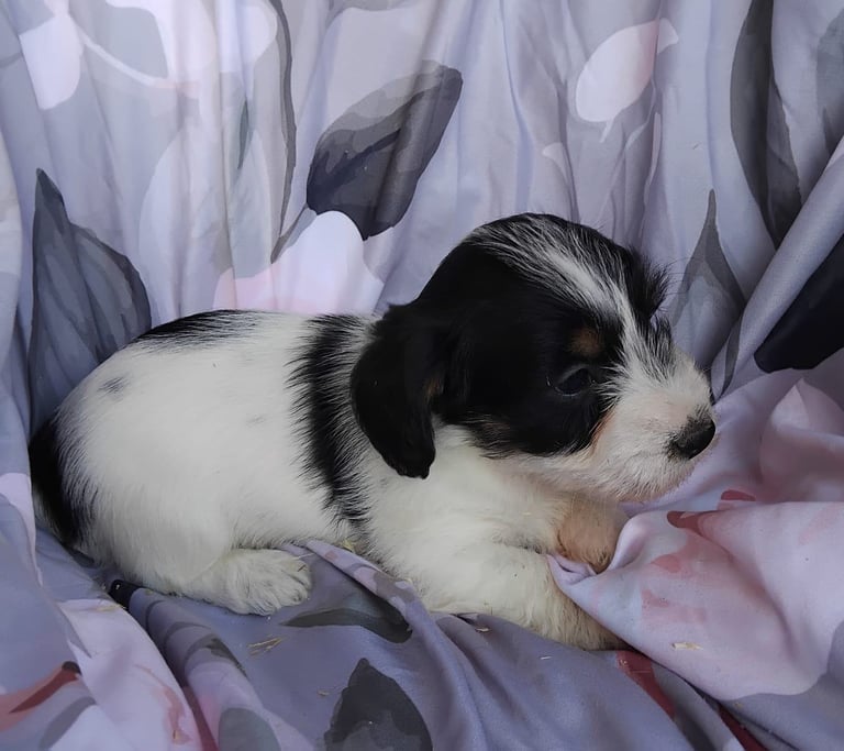 Two black and white boy puppys available 