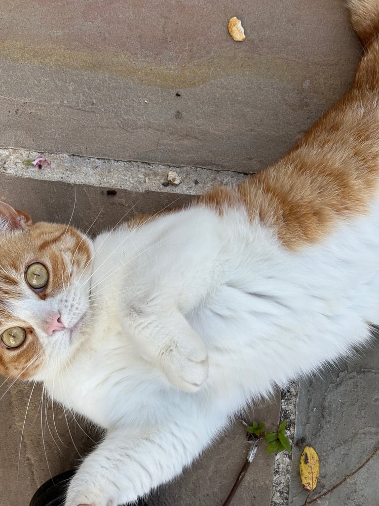 Ginger and white female cat 