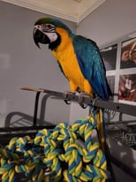 Macaw parrot 