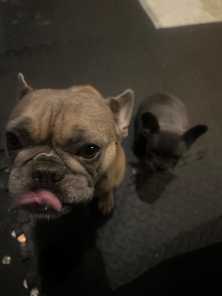 French bulldog puppy